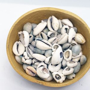 Supper Power Cowries