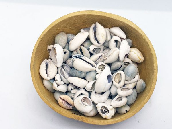 Supper Power Cowries
